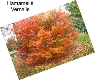 Hamamelis Vernalis