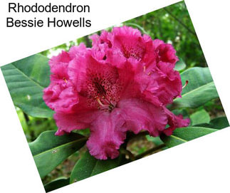 Rhododendron Bessie Howells