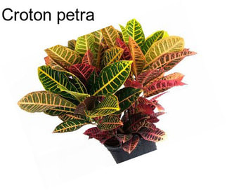 Croton petra