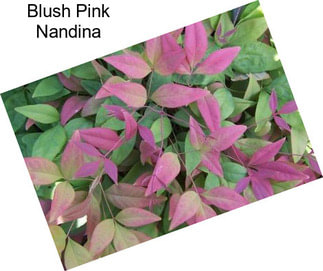 Blush Pink Nandina