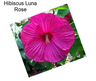 Hibiscus Luna Rose