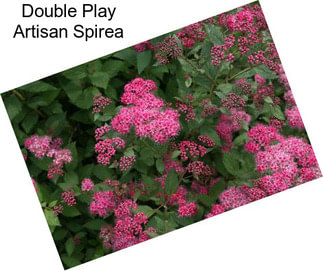 Double Play Artisan Spirea