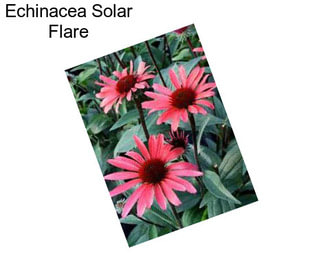 Echinacea Solar Flare