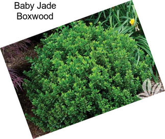 Baby Jade Boxwood