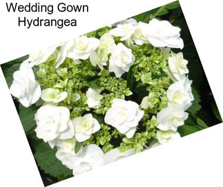 Wedding Gown Hydrangea