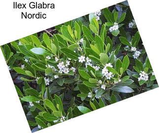 Ilex Glabra Nordic