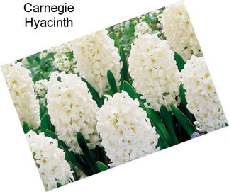 Carnegie Hyacinth