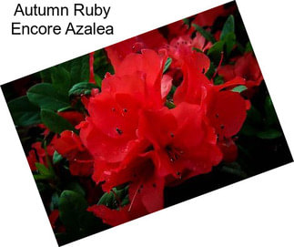 Autumn Ruby Encore Azalea