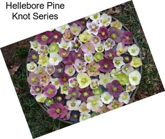 Hellebore Pine Knot Series