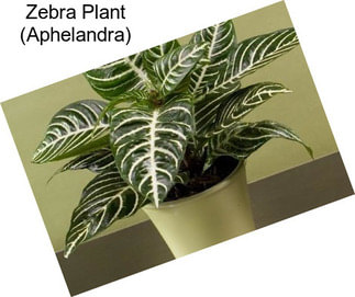 Zebra Plant (Aphelandra)