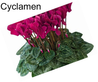 Cyclamen