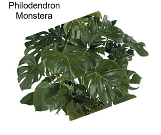 Philodendron Monstera