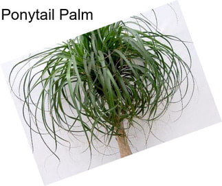 Ponytail Palm