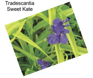 Tradescantia Sweet Kate