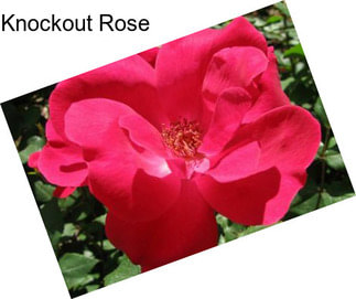Knockout Rose