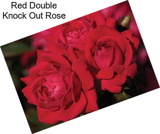 Red Double Knock Out Rose