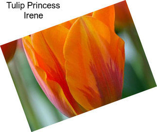 Tulip Princess Irene