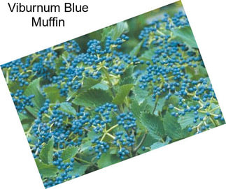 Viburnum Blue Muffin