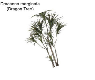 Dracaena marginata (Dragon Tree)