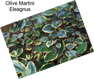 Olive Martini Eleagnus