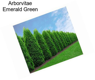 Arborvitae Emerald Green