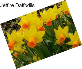 Jetfire Daffodils