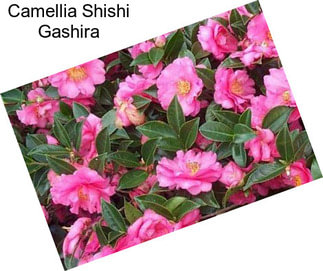 Camellia Shishi Gashira
