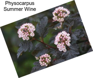Physocarpus Summer Wine