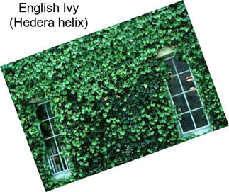 English Ivy (Hedera helix)