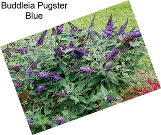 Buddleia Pugster Blue