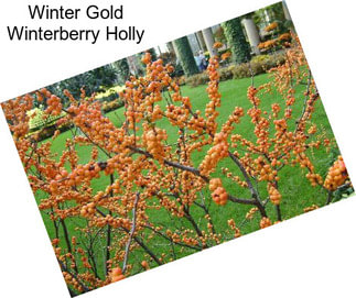 Winter Gold Winterberry Holly