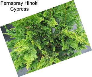 Fernspray Hinoki Cypress