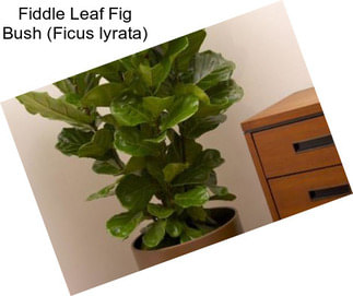 Fiddle Leaf Fig Bush (Ficus lyrata)