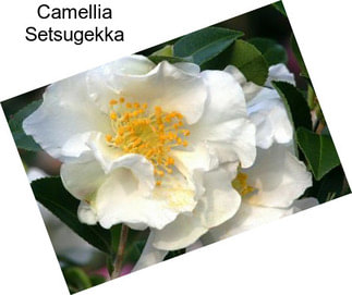 Camellia Setsugekka