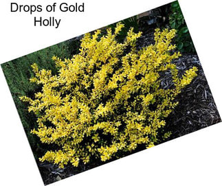 Drops of Gold Holly