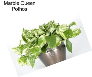 Marble Queen Pothos