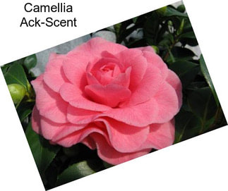 Camellia Ack-Scent