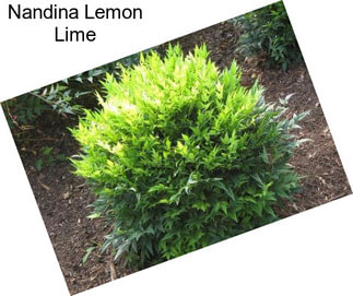 Nandina Lemon Lime