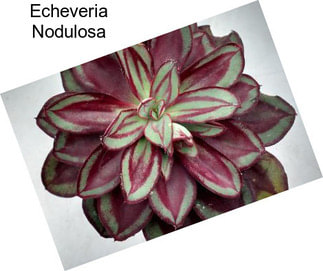 Echeveria Nodulosa
