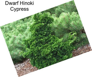 Dwarf Hinoki Cypress