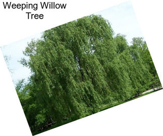 Weeping Willow Tree