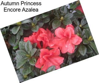 Autumn Princess Encore Azalea