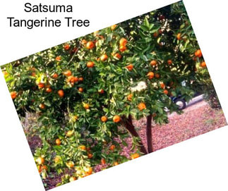 Satsuma Tangerine Tree