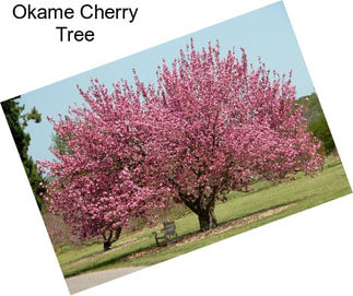 Okame Cherry Tree