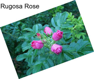 Rugosa Rose