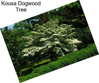 Kousa Dogwood Tree