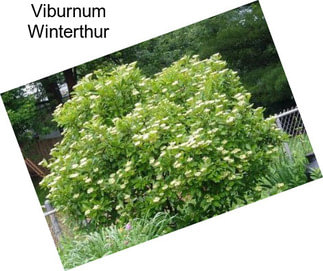 Viburnum Winterthur