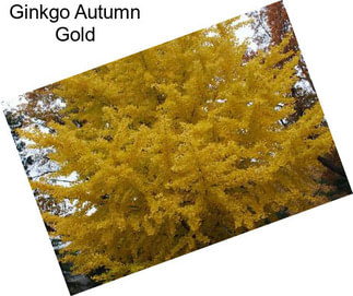 Ginkgo Autumn Gold