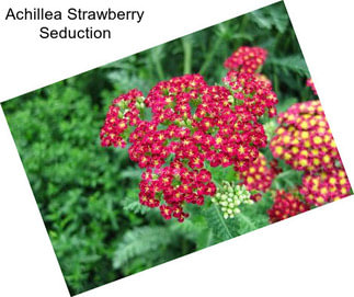 Achillea Strawberry Seduction