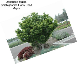 Japanese Maple Shishigashira Lions Head Maple